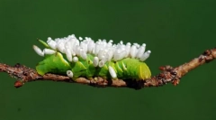 Kaj čaka na gosenica, okuženih z jajčnimi jajci?