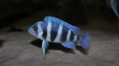 Digure fronter (cyphotilapia frontrosa)