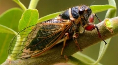 Tsicada (fotografija): spretno žuželka