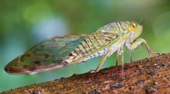 Tsicada, cycada in potie