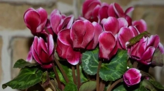 Cyclamen