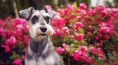 Miniature schnauzer (photo): veličasten prijatelj, zanesljiv in zvest pogumen
