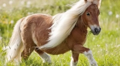 Dartmursky pony