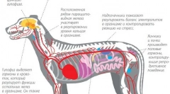 Lajšanje rasti hormona