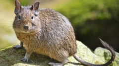 Duga (fotografije): dekorativna veverica iz chili