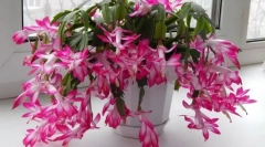 Decmbrist (skluberger)