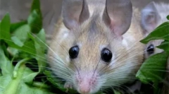 Dekorativni glodalci