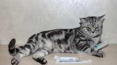 Deksametazon za mačke: značilnosti zdravila in pričevanja za uporabo