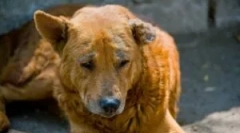 Demodekoza pri mladičih in odraslih psih