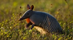 Deset najdaljših živali na zemlji