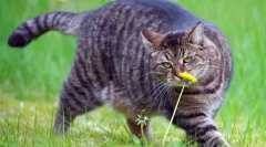 Cat diet v debelosti