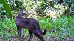 Divja zlata mačka in njene značilnosti