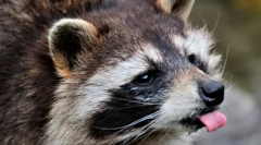 Divje in domače rackazije (8 fotografij)