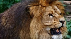 Divji in hišni ljubljenčki