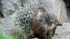 Porcupine