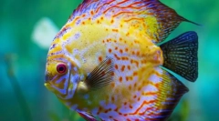 Razvrstitve (symphysodon)