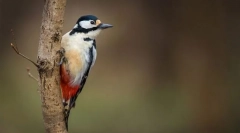 Dweath srednjeevropsko