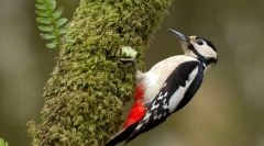 Woodpecker