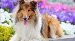 Long-haired collie