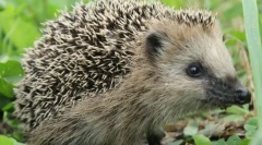 Za katero živalske igele?