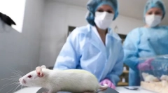 Kaj je potrebno s kastracijo in sterilizacijo podgan, stroškov, kako je operacija