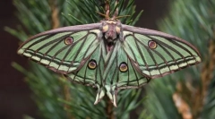 Dnevni in nočni metulji