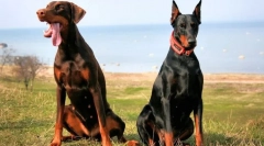 Doberman pinscher (photo): vse o značilnostih nesebičnega lastnika pasem