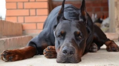 Doberman