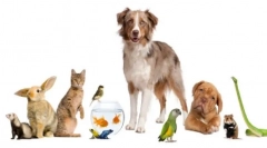 Domače hišne ljubljenčke, ki jih imajo, če že imajo pes in mačka