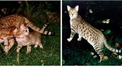 Domače mačke, pridobljene iz divjih kolegov