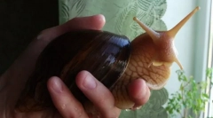 Polži: nega in vsebina nenavadnega ljubljenčka