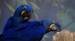 Domače papige, 10 najboljših domačih pasem parrot