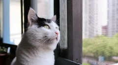 Domače shorthair cat