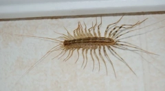 Domov muklebolovka: poznavanje sosedov