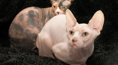 Don sphinx (fotografije): prijazna in igriva mačka brez oblačil