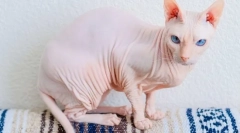 Don sphinx - cat pasma