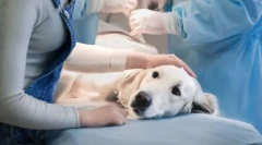 Prednosti in slabosti sterilizacije