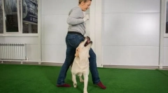 Oblačenje na poslušnost