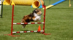 Usposabljanje za premagovanje ovir