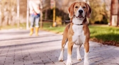 Usposabljanje psa doma: skrivnosti uspeha