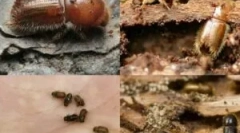 Goseni v leseni hiši in kako se jih znebiti