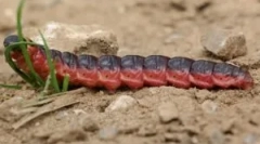 Aweller brez vonja in škode, vnetje