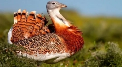 Kapljice. Družina ptic