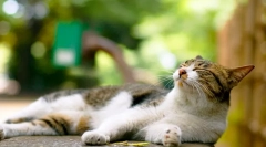 Drartal za mačke: pričevanje in kontraindikacije zdravila