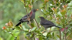 Drozd (photo perutnine): gozdni pevec z bogato repertoar