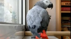 Pernate in pop star duet: video, kjer papar poje pesem ani lorak