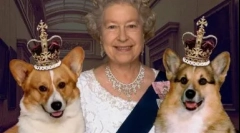 Dvojni vzdevki za pse, ruski in tuji