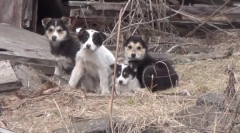 Poragian - ni stavek!