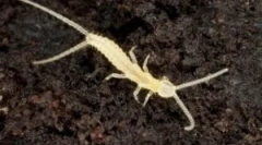 Dva 2. Opis in življenjski slog