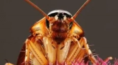 Dimniki iz ščurkov